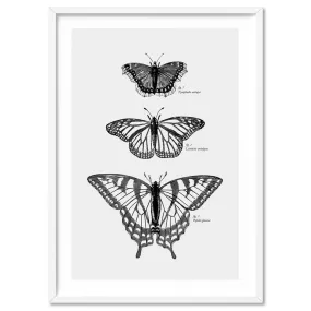 Butterflies Entomology / Mourning cloak, Viceroy & Eastern Tiger Swallowtail - Art Print