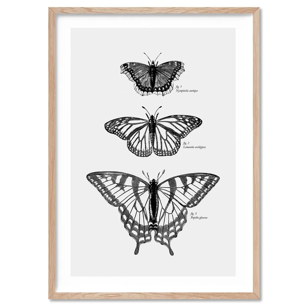 Butterflies Entomology / Mourning cloak, Viceroy & Eastern Tiger Swallowtail - Art Print