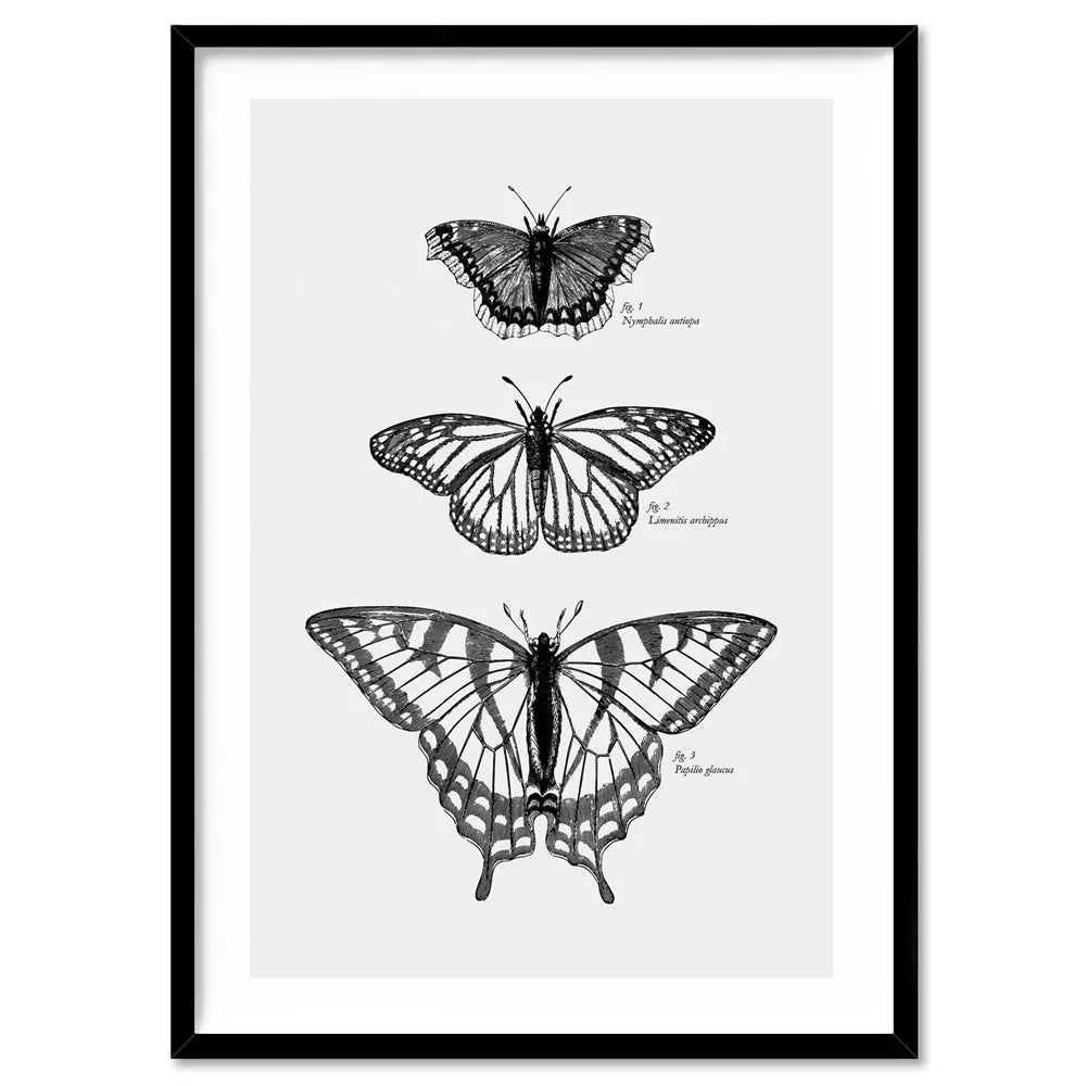 Butterflies Entomology / Mourning cloak, Viceroy & Eastern Tiger Swallowtail - Art Print
