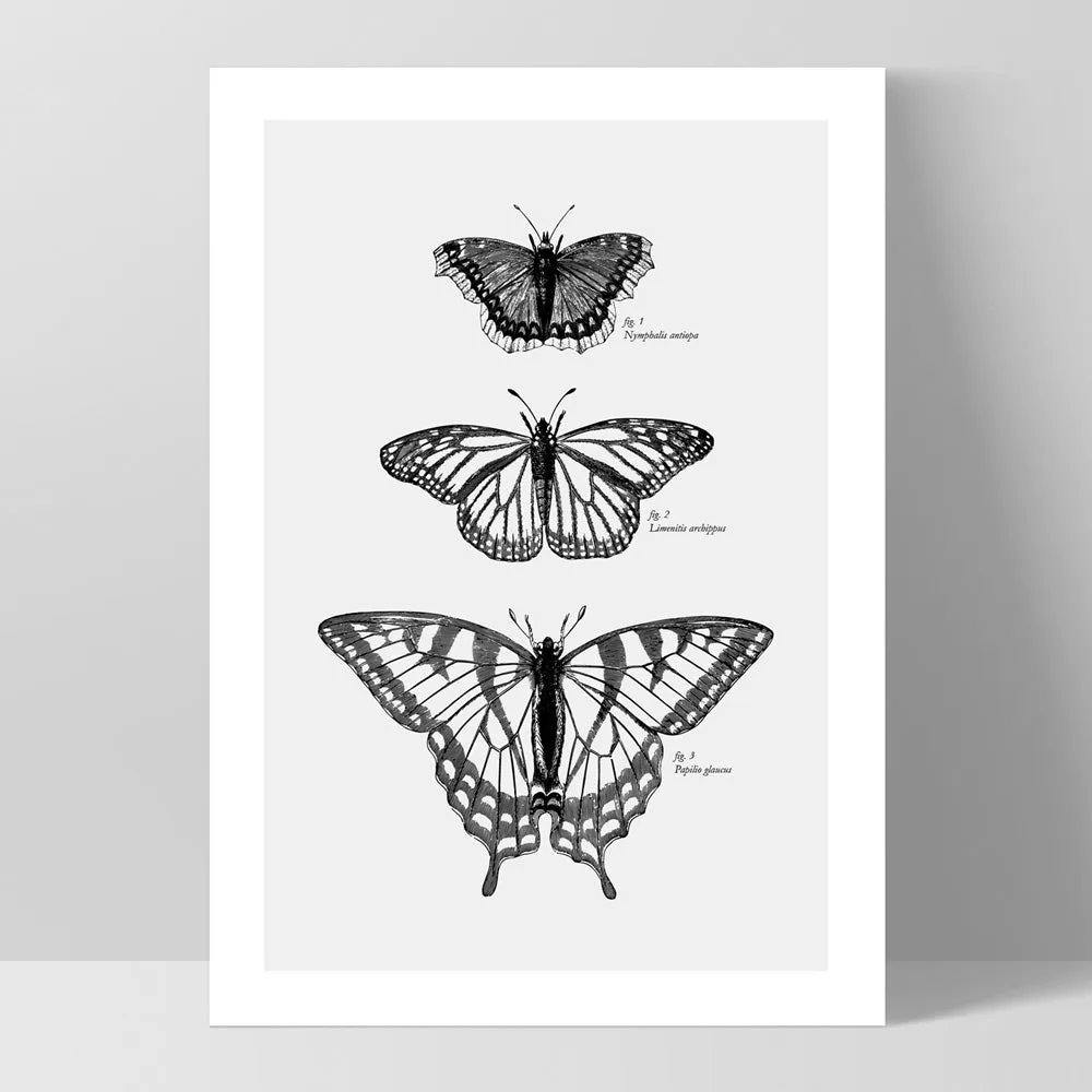 Butterflies Entomology / Mourning cloak, Viceroy & Eastern Tiger Swallowtail - Art Print