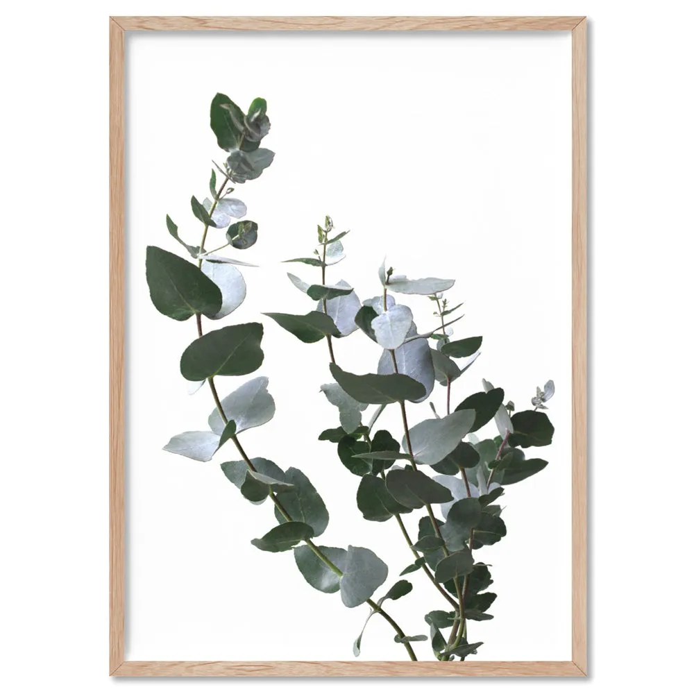 Eucalyptus Gum Leaves I  - Art Print