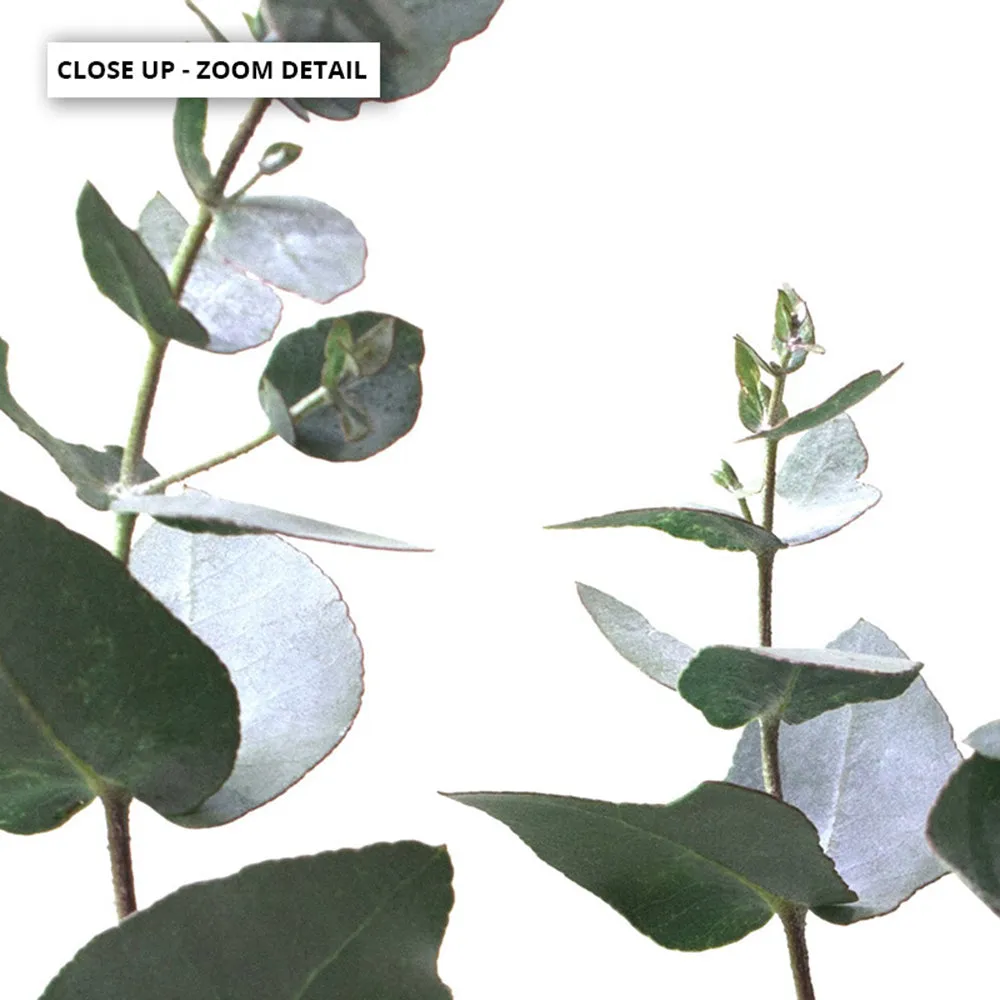 Eucalyptus Gum Leaves I  - Art Print