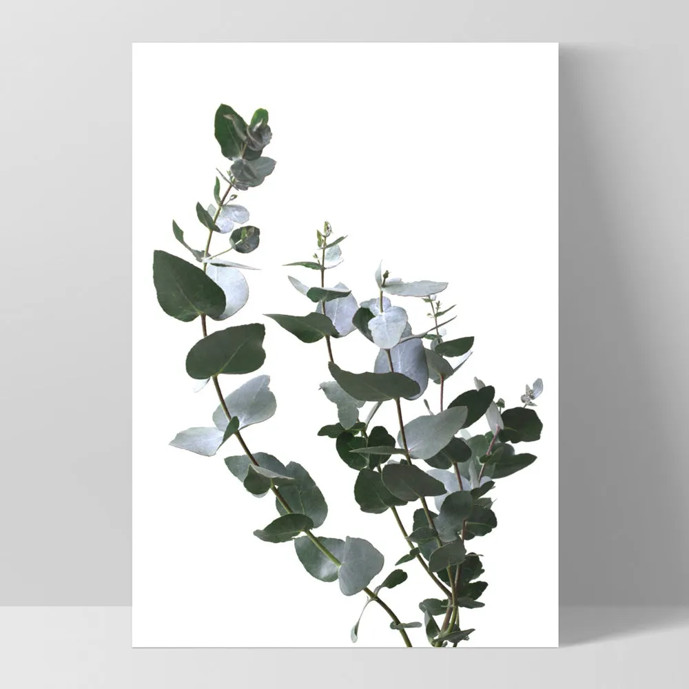 Eucalyptus Gum Leaves I  - Art Print