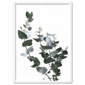 Eucalyptus Gum Leaves I  - Art Print