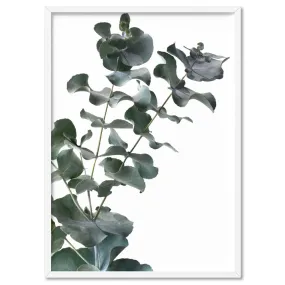 Eucalyptus Gum Leaves IV - Art Print