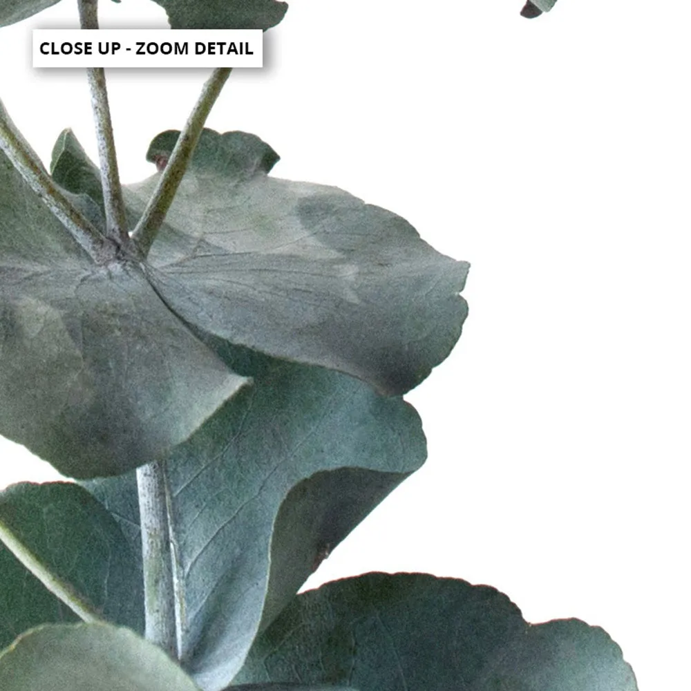 Eucalyptus Gum Leaves IV - Art Print