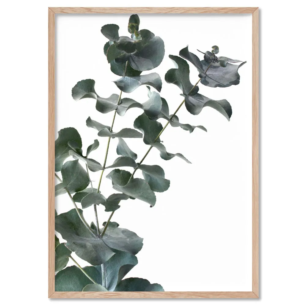 Eucalyptus Gum Leaves IV - Art Print