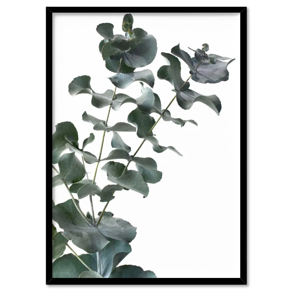 Eucalyptus Gum Leaves IV - Art Print