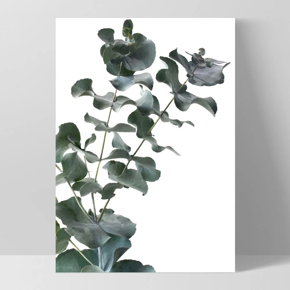 Eucalyptus Gum Leaves IV - Art Print