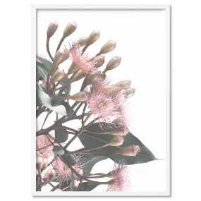 Flowering Eucalyptus Bunch II - Art Print