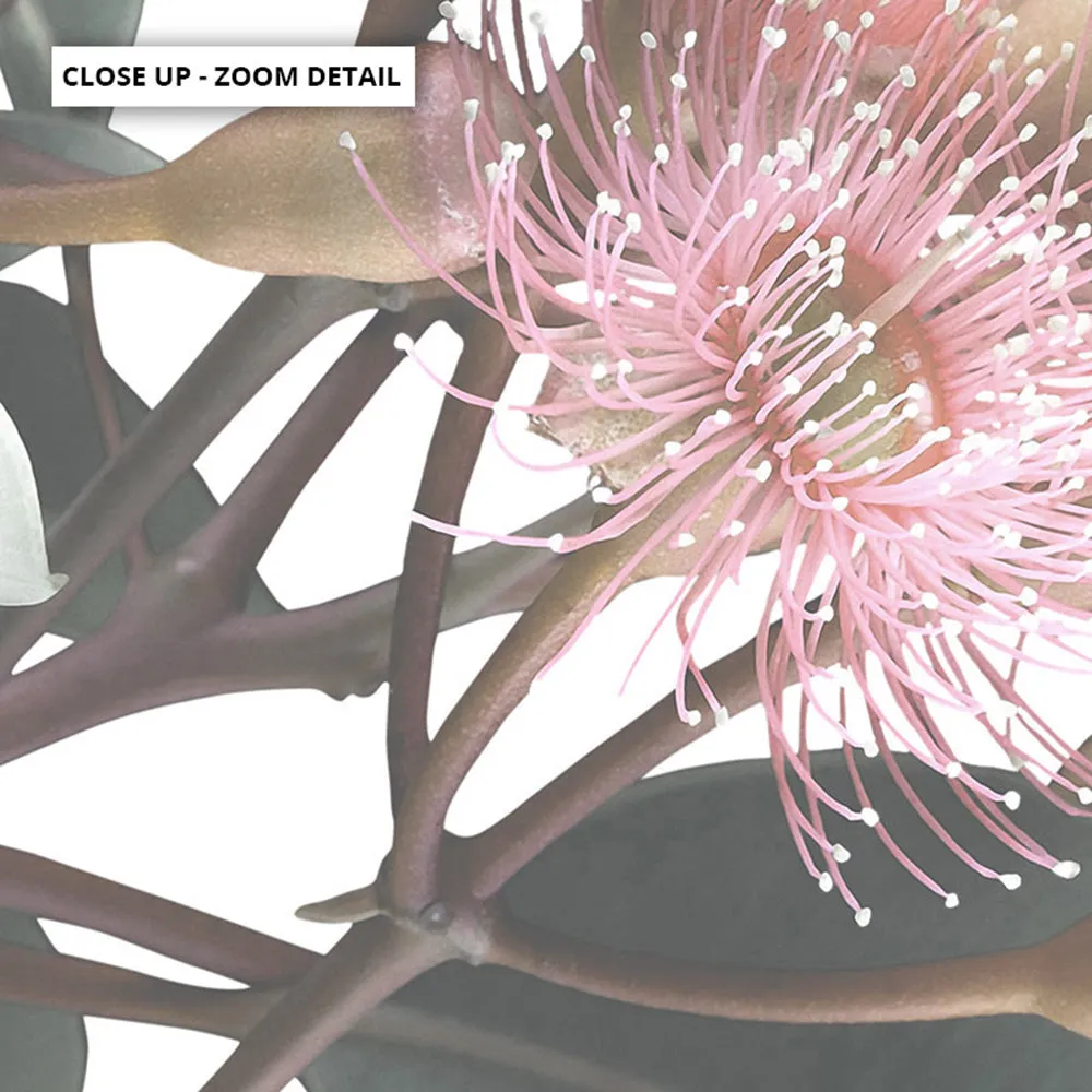 Flowering Eucalyptus Bunch II - Art Print