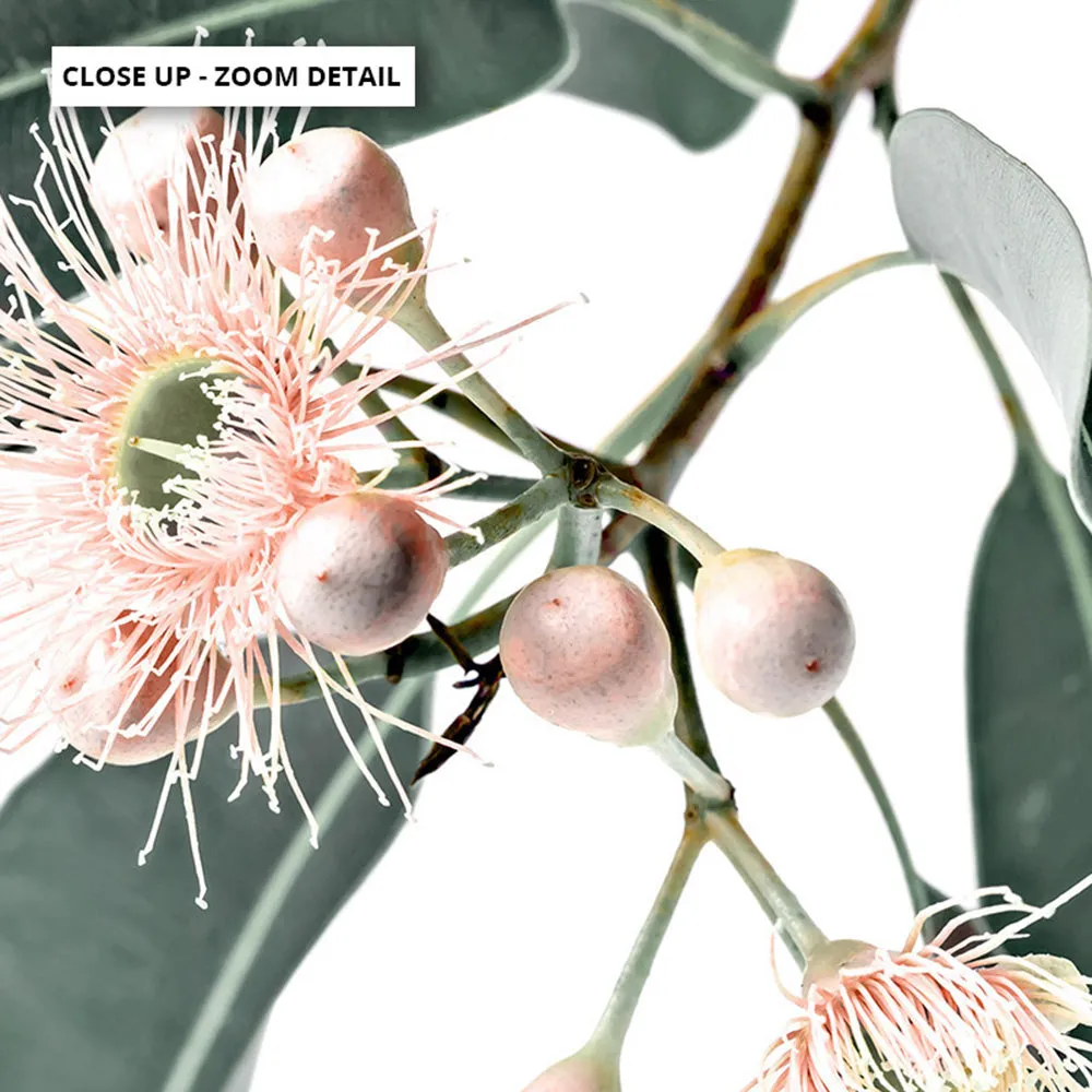Flowering Eucalyptus in Blush - Art Print