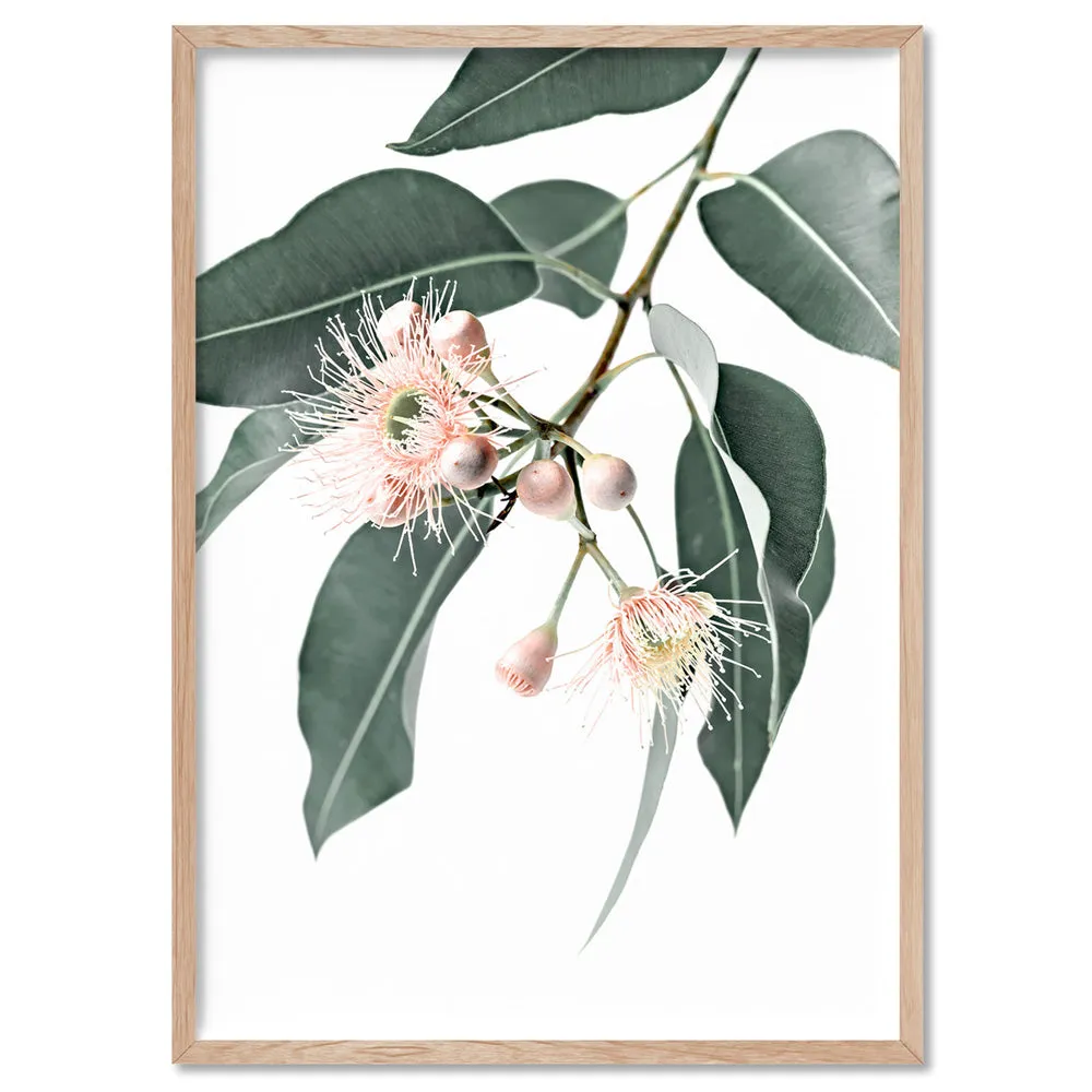 Flowering Eucalyptus in Blush - Art Print