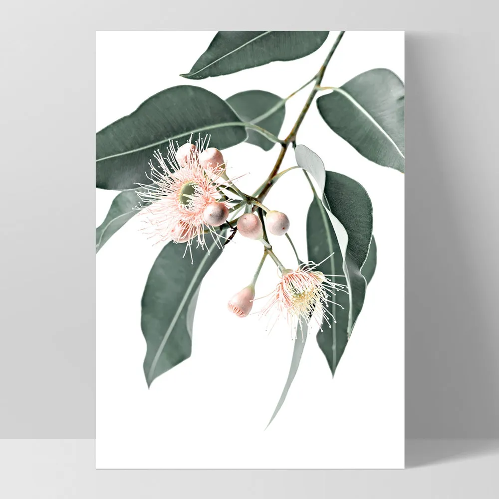 Flowering Eucalyptus in Blush - Art Print