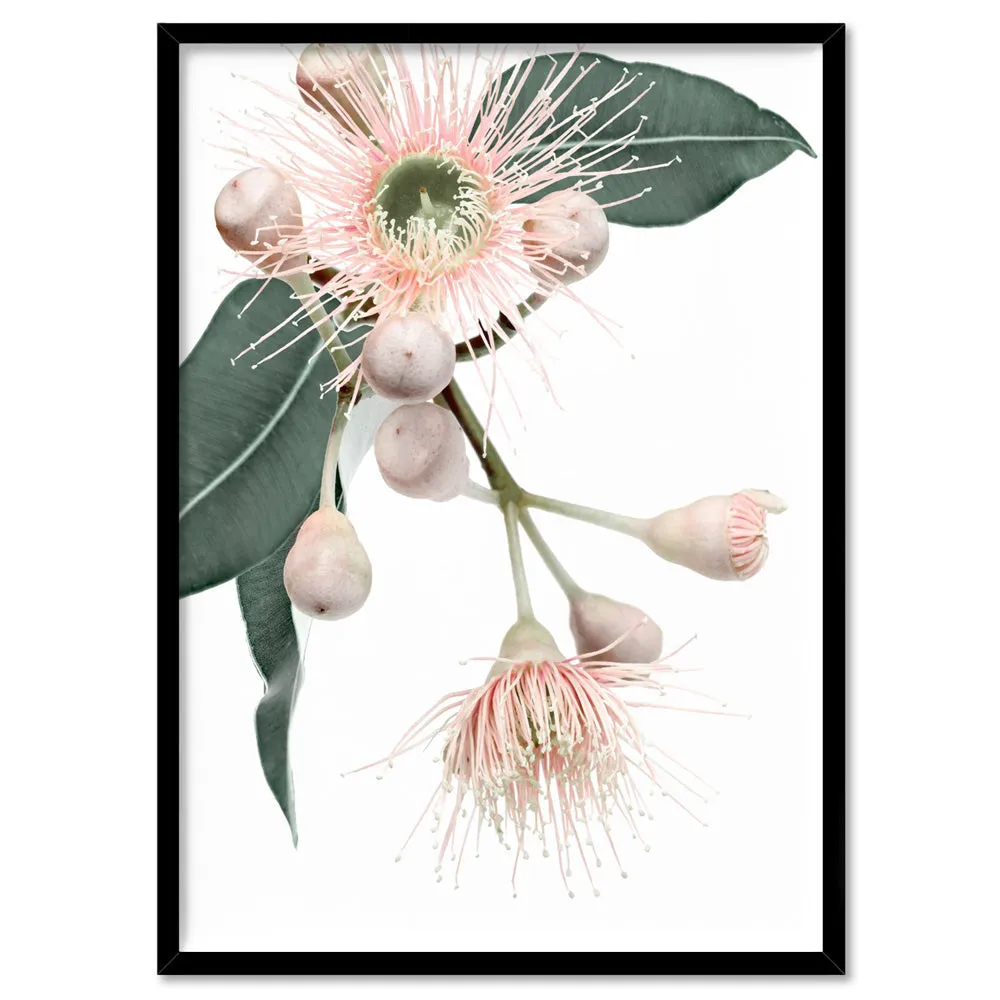 Flowering Eucalyptus in Blush II - Art Print