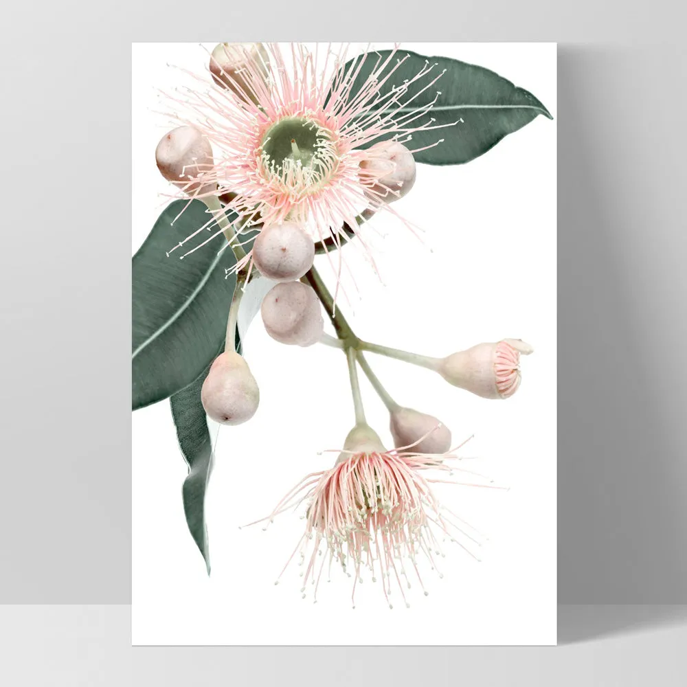 Flowering Eucalyptus in Blush II - Art Print
