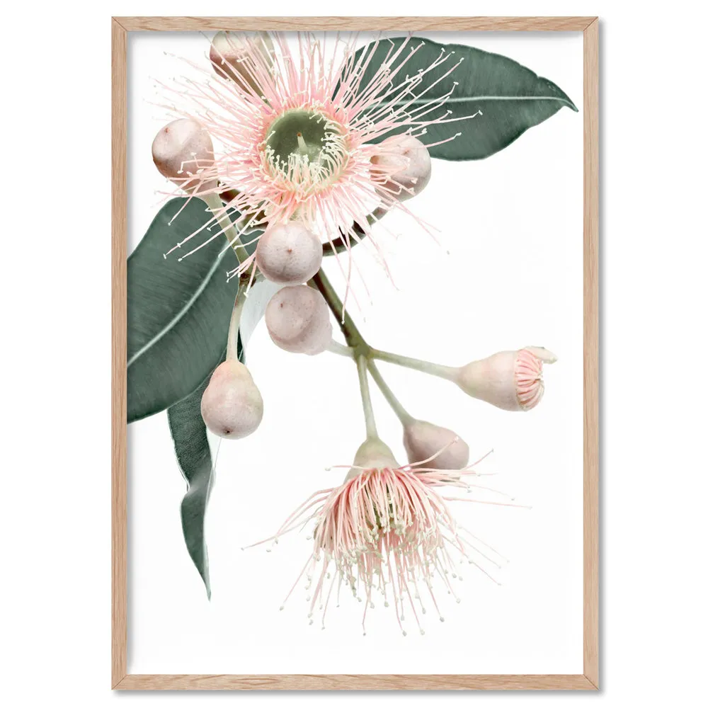 Flowering Eucalyptus in Blush II - Art Print