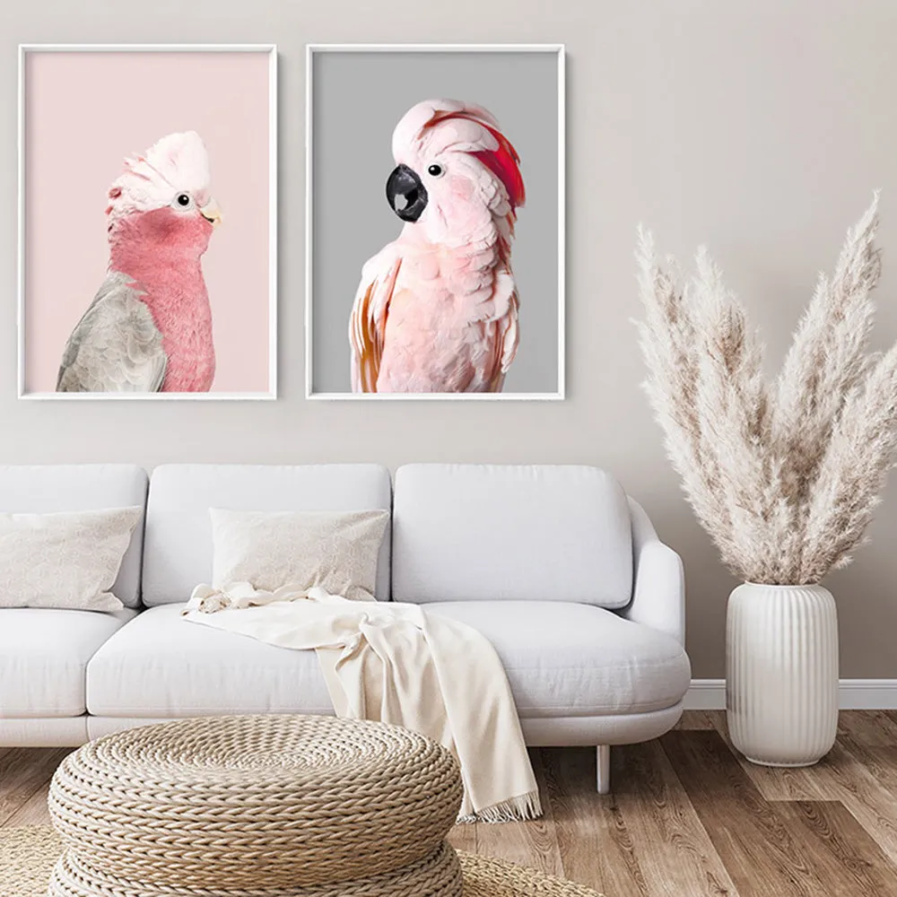 Galah Pink Cockatoo on Blush - Art Print