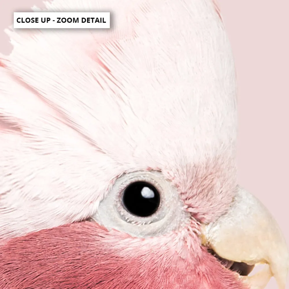 Galah Pink Cockatoo on Blush - Art Print