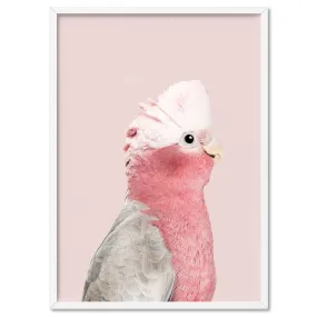 Galah Pink Cockatoo on Blush - Art Print