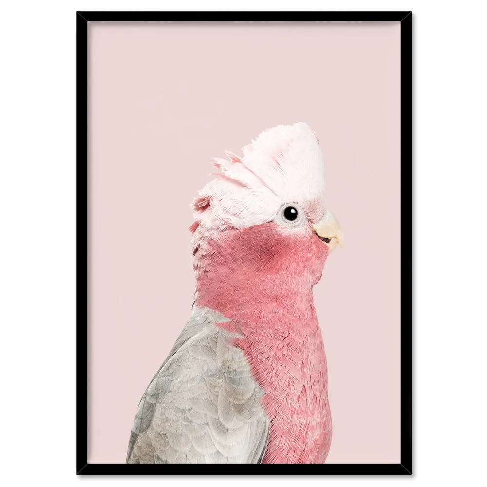 Galah Pink Cockatoo on Blush - Art Print