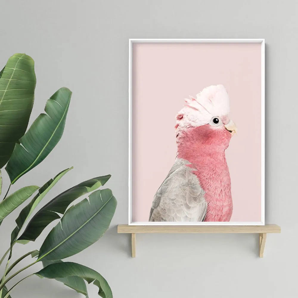 Galah Pink Cockatoo on Blush - Art Print