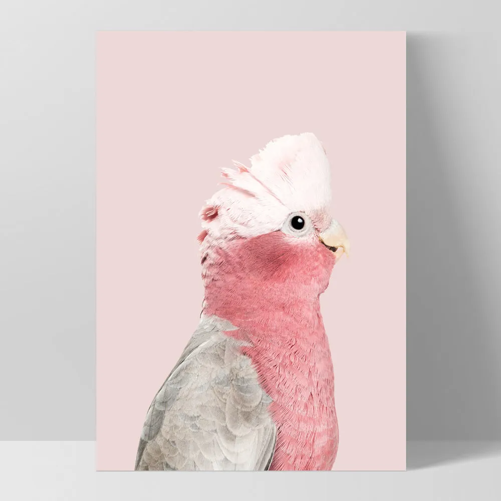 Galah Pink Cockatoo on Blush - Art Print