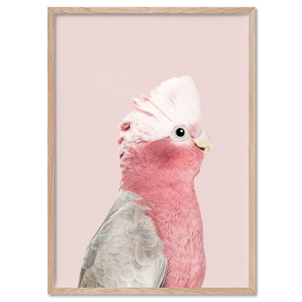 Galah Pink Cockatoo on Blush - Art Print