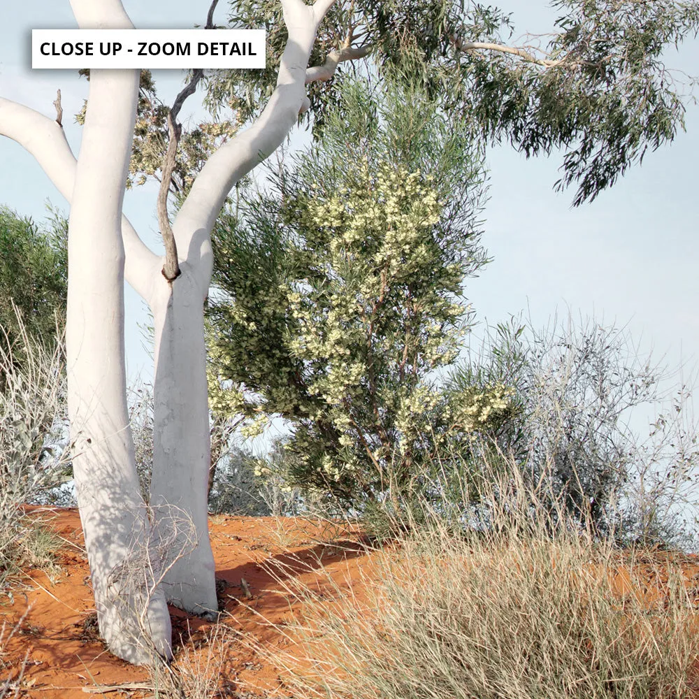 Ghost Gum on Red Earth - Art Print