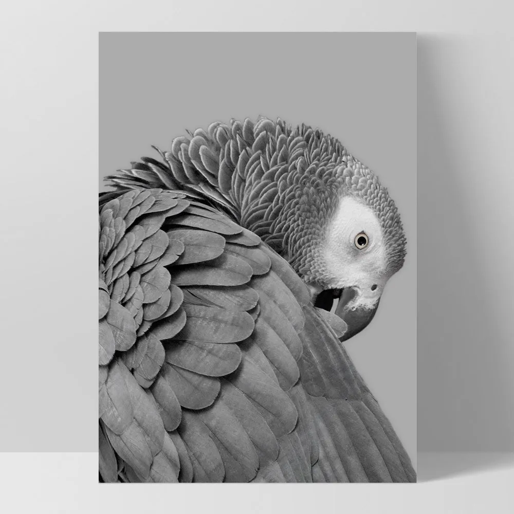 Grey Parrot - Art Print