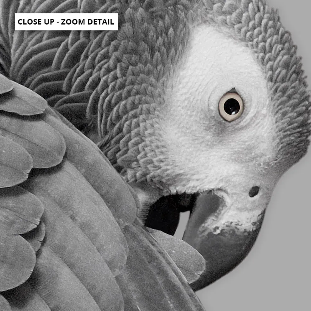 Grey Parrot - Art Print
