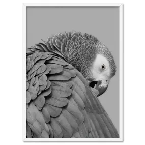 Grey Parrot - Art Print