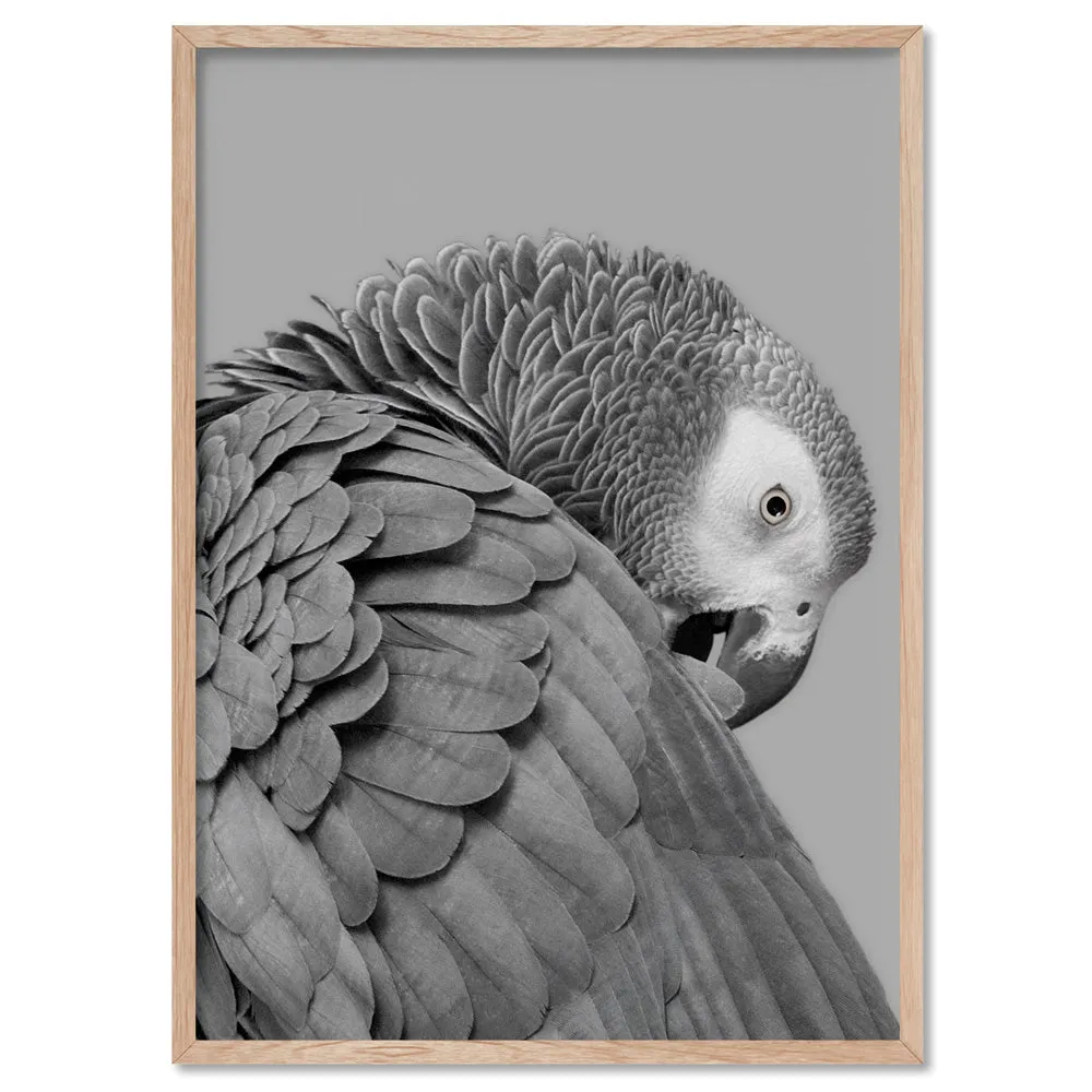 Grey Parrot - Art Print