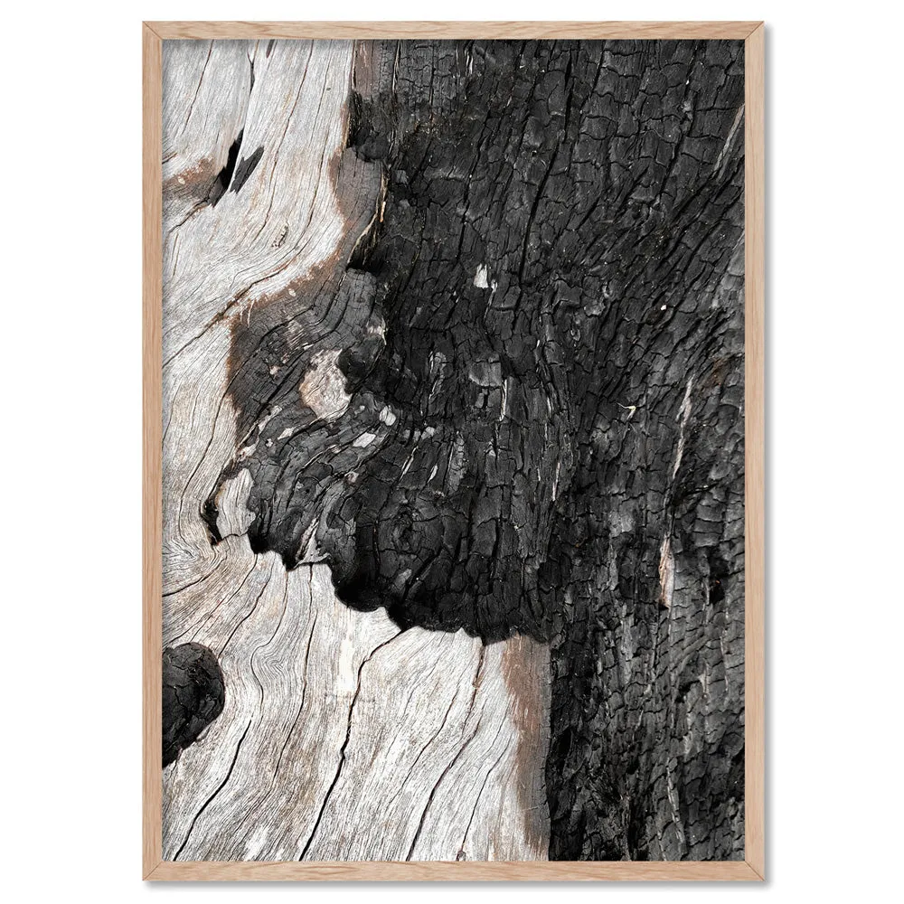 Gumtree | Charred Eucalypt II - Art Print