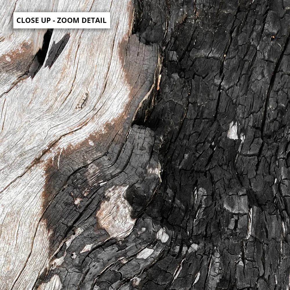 Gumtree | Charred Eucalypt II - Art Print