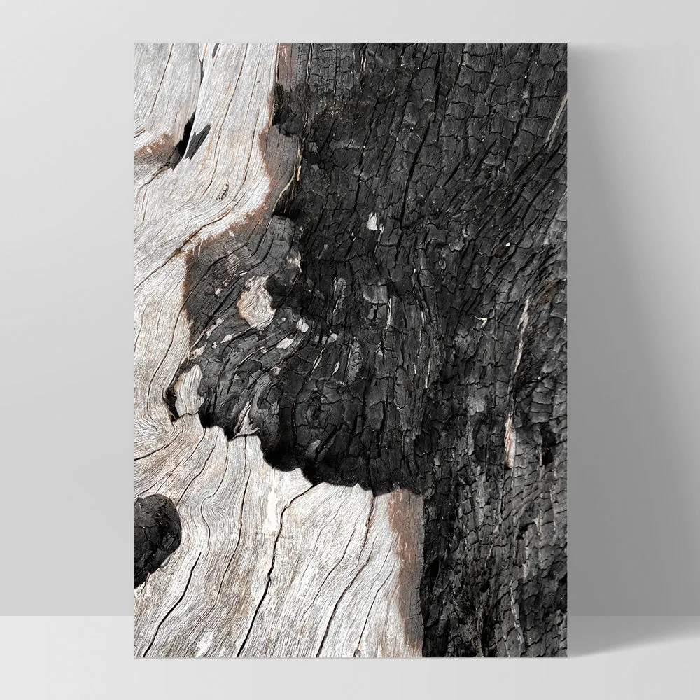 Gumtree | Charred Eucalypt II - Art Print