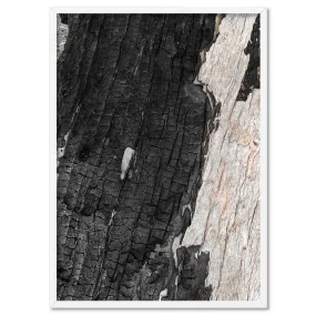 Gumtree | Charred Eucalypt III - Art Print