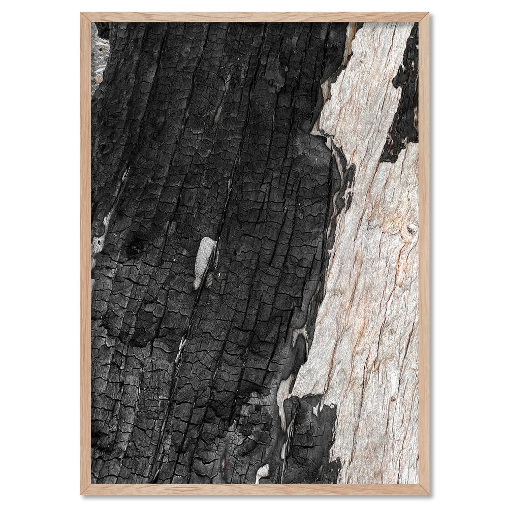 Gumtree | Charred Eucalypt III - Art Print