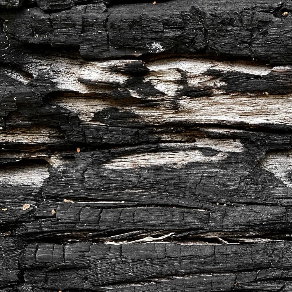 Gumtree | Charred Eucalypt V - Art Print