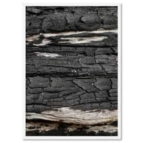 Gumtree | Charred Eucalypt VI - Art Print