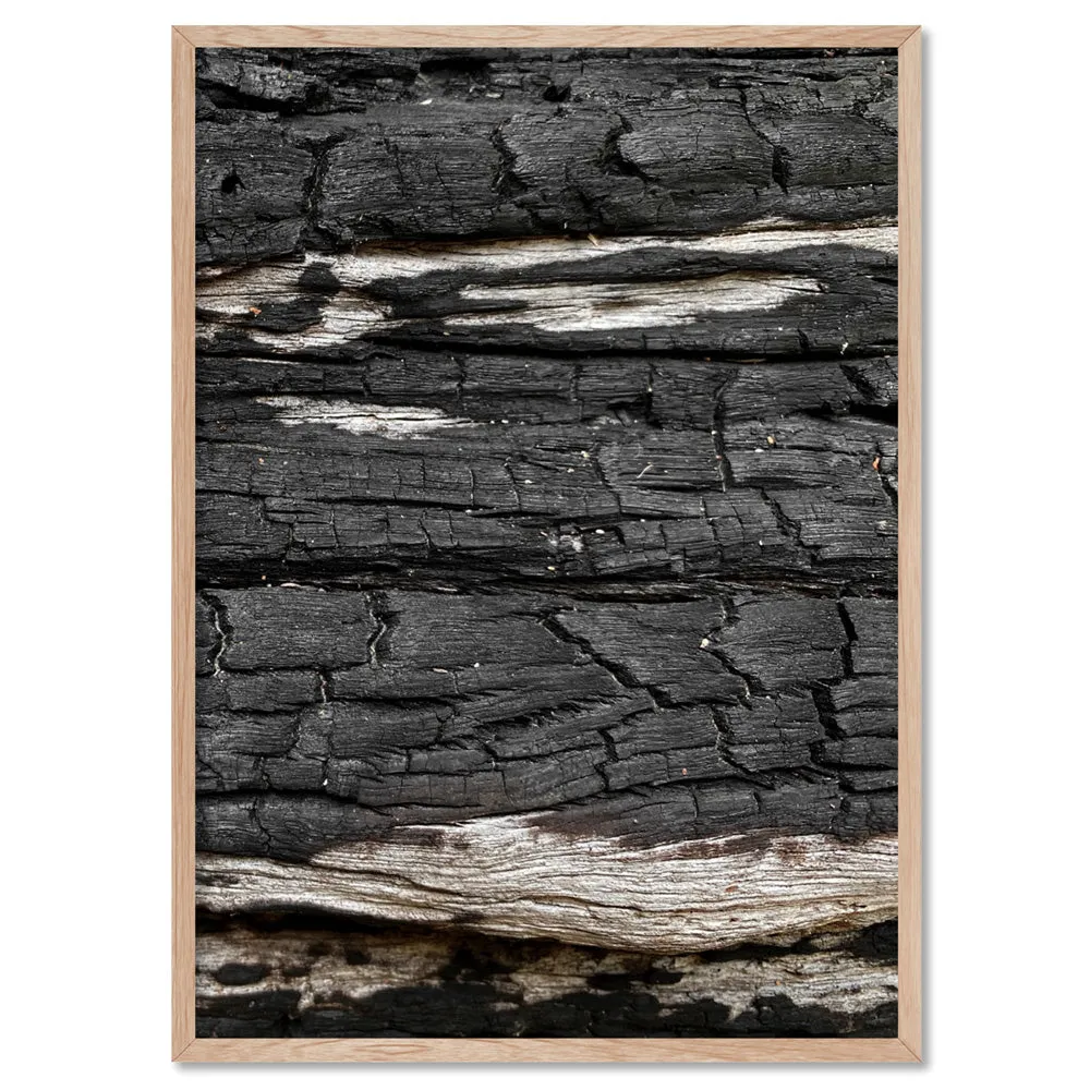 Gumtree | Charred Eucalypt VI - Art Print