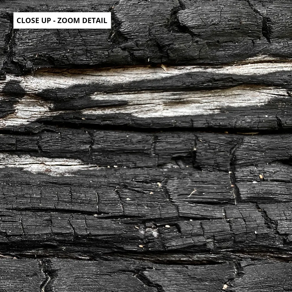 Gumtree | Charred Eucalypt VI - Art Print