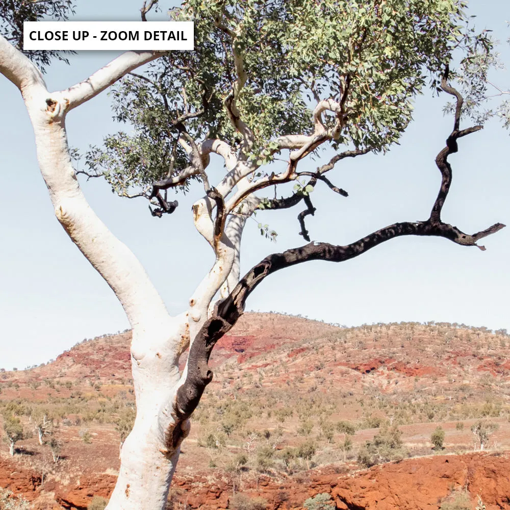Gumtree Outback View III - Art Print