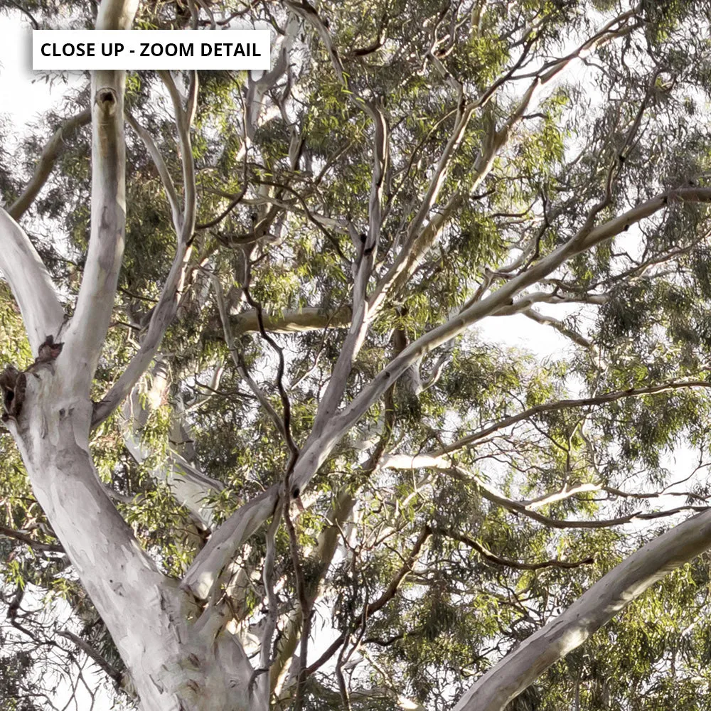 Gumtrees View I - Art Print