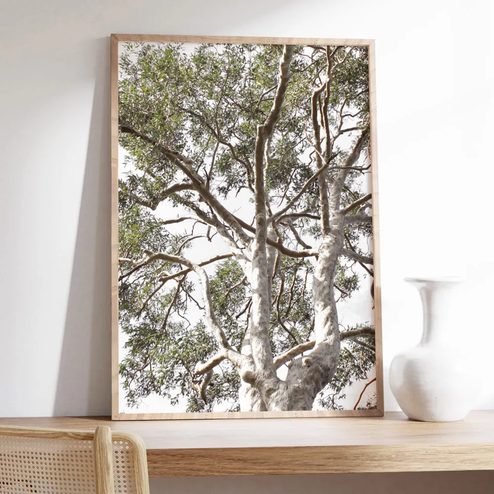 Gumtrees View II - Art Print