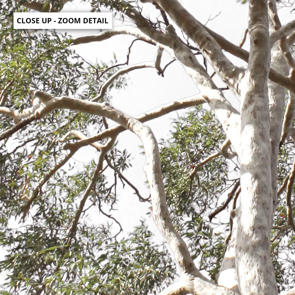 Gumtrees View II - Art Print