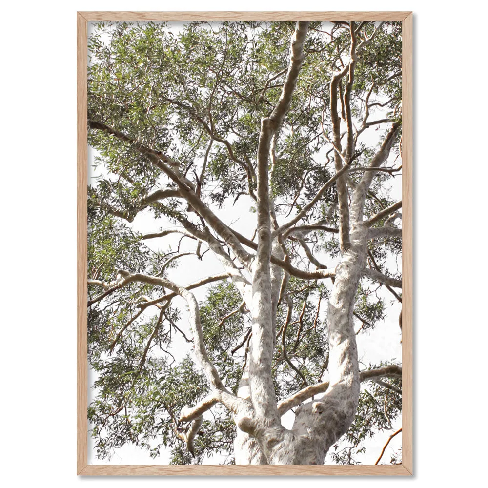 Gumtrees View II - Art Print