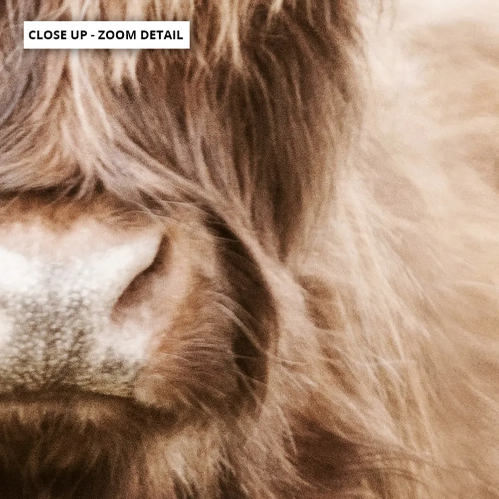 Highland Cow Portrait I - Art Print