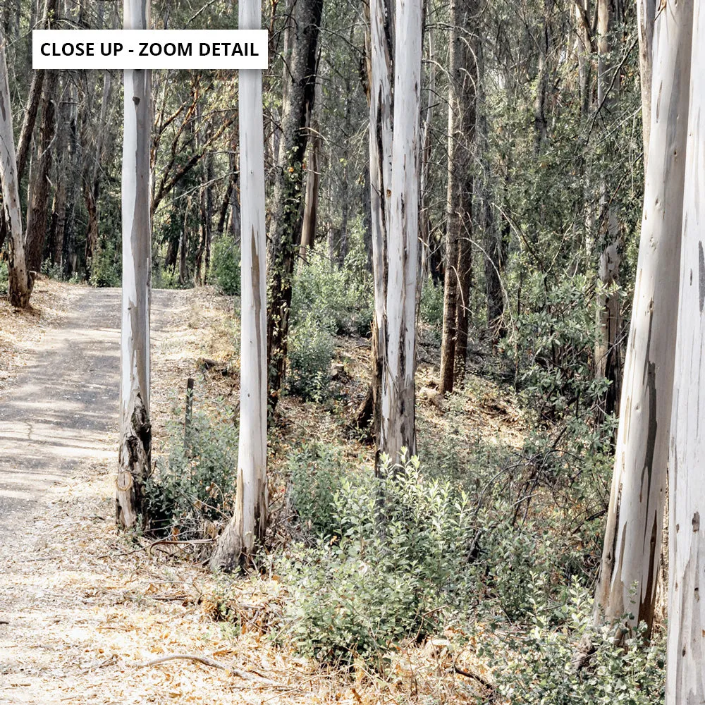 Into the Gumtrees - Art Print