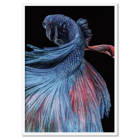 Japanese Red & Blue Betta Fighting Fish - Art Print